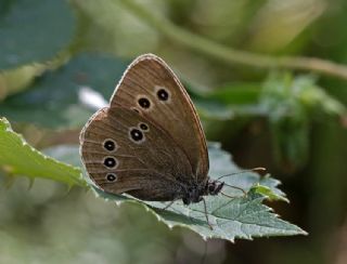 Halkack (Aphantopus hyperantus)