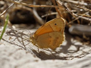 Kk Zpzp Perisi (Coenonympha pamphilus)