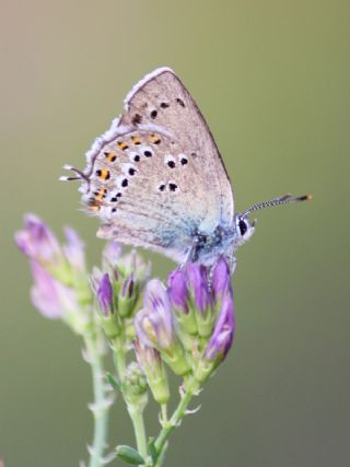 Kk Benekli Sevbeni (Satyrium ledereri )