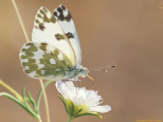 Yeni Beneklimelek (Pontia edusa)