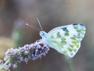 Yeni Beneklimelek (Pontia edusa)