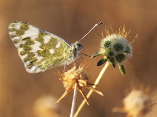 Yeni Beneklimelek (Pontia edusa)