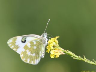 Yeni Beneklimelek (Pontia edusa)