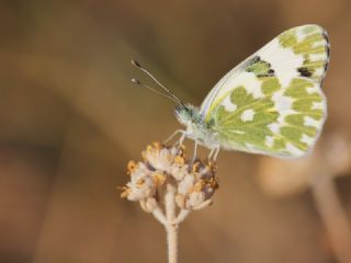 Yeni Beneklimelek (Pontia edusa)