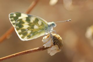 Yeni Beneklimelek (Pontia edusa)