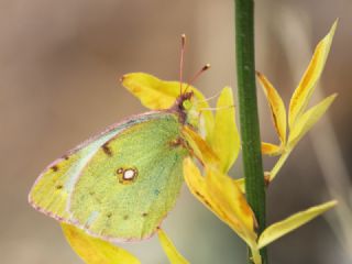 Sar Azamet (Colias croceus)