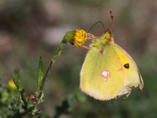 Sar Azamet (Colias croceus)