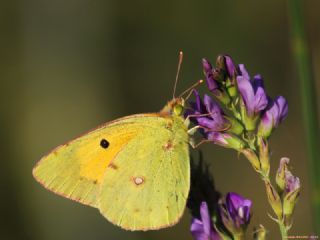 Sar Azamet (Colias croceus)
