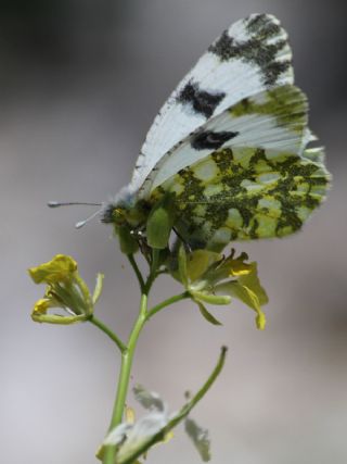 Da Oykls (Euchloe ausonia)