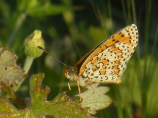 Benekli parhan (Melitaea didyma)