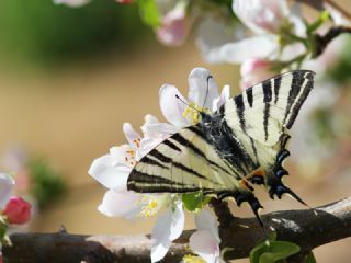 Erik Krlangkuyruk (Iphiclides podalirius)