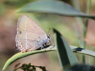 Sevbeni (Satyrium abdominalis)