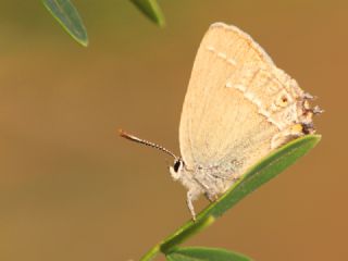 Sevbeni (Satyrium abdominalis)