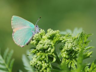 Zmrt (Callophrys rubi)