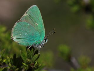 Zmrt (Callophrys rubi)