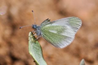 Doulu Narin Orman Beyaz (Leptidea duponcheli)