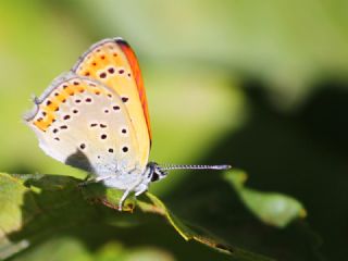 Kk Ate Gzeli (Lycaena thersamon)