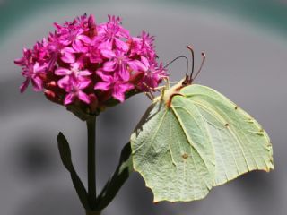 Orakkanat (Gonepteryx rhamni)