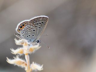 Mcevher Kelebei (Chilades trochylus)