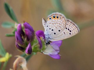 Mcevher Kelebei (Chilades trochylus)