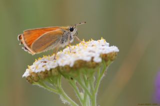 Sar Antenli Zpzp (Thymelicus sylvestris)