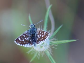 Kzl Zpzp (Spialia orbifer)