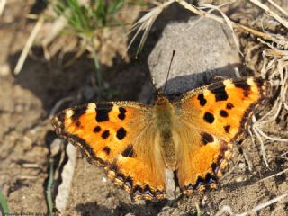 Karaaa Nimfalisi (Inachis polychloros)