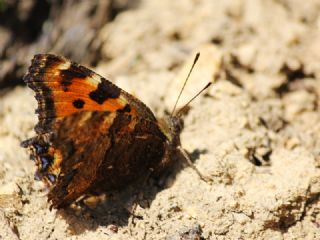 Karaaa Nimfalisi (Inachis polychloros)