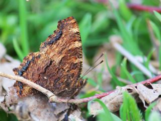 Karaaa Nimfalisi (Inachis polychloros)