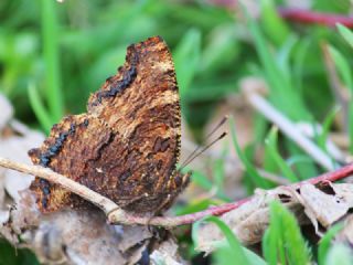 Karaaa Nimfalisi (Nymphalis polychloros)