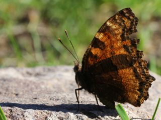 Karaaa Nimfalisi (Inachis polychloros)