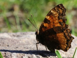 Karaaa Nimfalisi (Nymphalis polychloros)