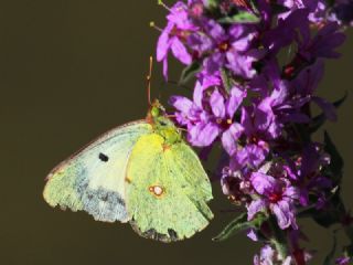 Sar Azamet (Colias croceus)