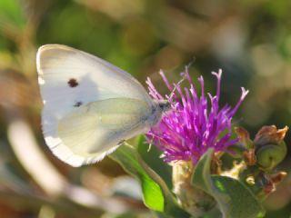 Kk Beyazmelek (Pieris rapae)