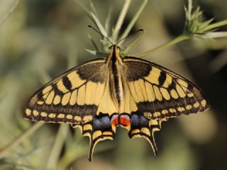 Krlangkuyruk (Papilio machaon)