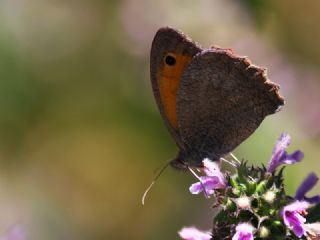 Esmerperi (Hyponephele lupina)