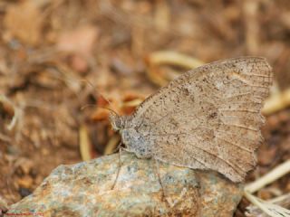 Esmerperi (Hyponephele lupina)