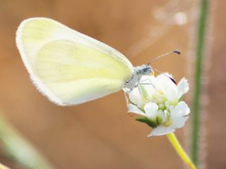 Doulu Narin Orman Beyaz (Leptidea duponcheli)