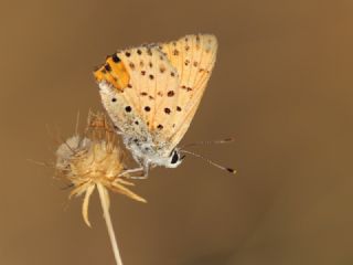 Alev Ategzeli (Lycaena kefersteinii)