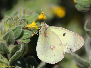 Gzel Azamet (Colias alfacariensis)