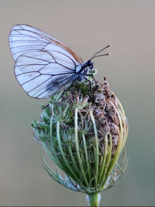 Al Beyaz (Aporia crataegi)