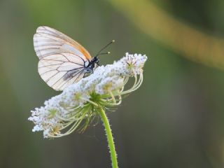 Zegris (Zegris eupheme)