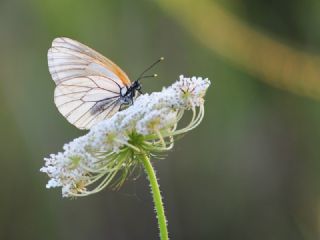 Zegris (Zegris eupheme)