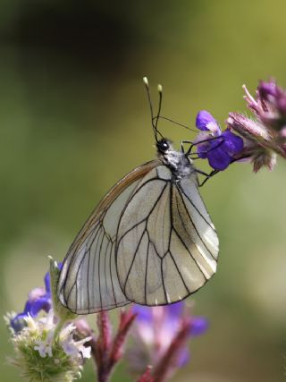 Al Beyaz (Aporia crataegi)