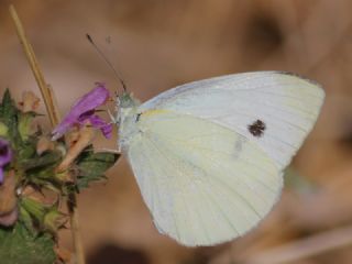 Kk Beyazmelek (Pieris rapae)