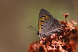 Benekli Bakr Gzeli (Lycaena phlaeas)