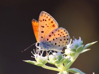 Alev Ategzeli (Lycaena kefersteinii)