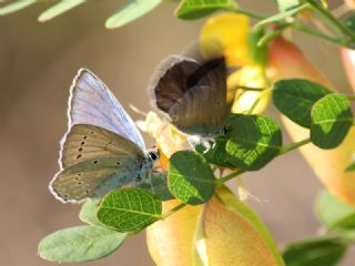 Anadolu Devmavisi (Iolana lessei)