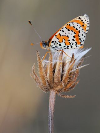 Benekli parhan (Melitaea didyma)