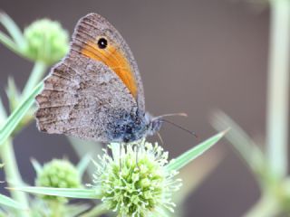 Esmerperi (Hyponephele lupina)